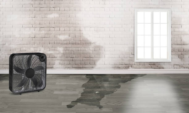 Best Water damage cleanup near me  in Brass Castle, NJ