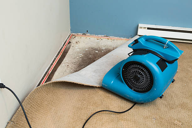 Best Mold removal after water damage  in Brass Castle, NJ